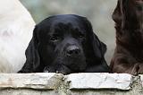 LABRADOR 702